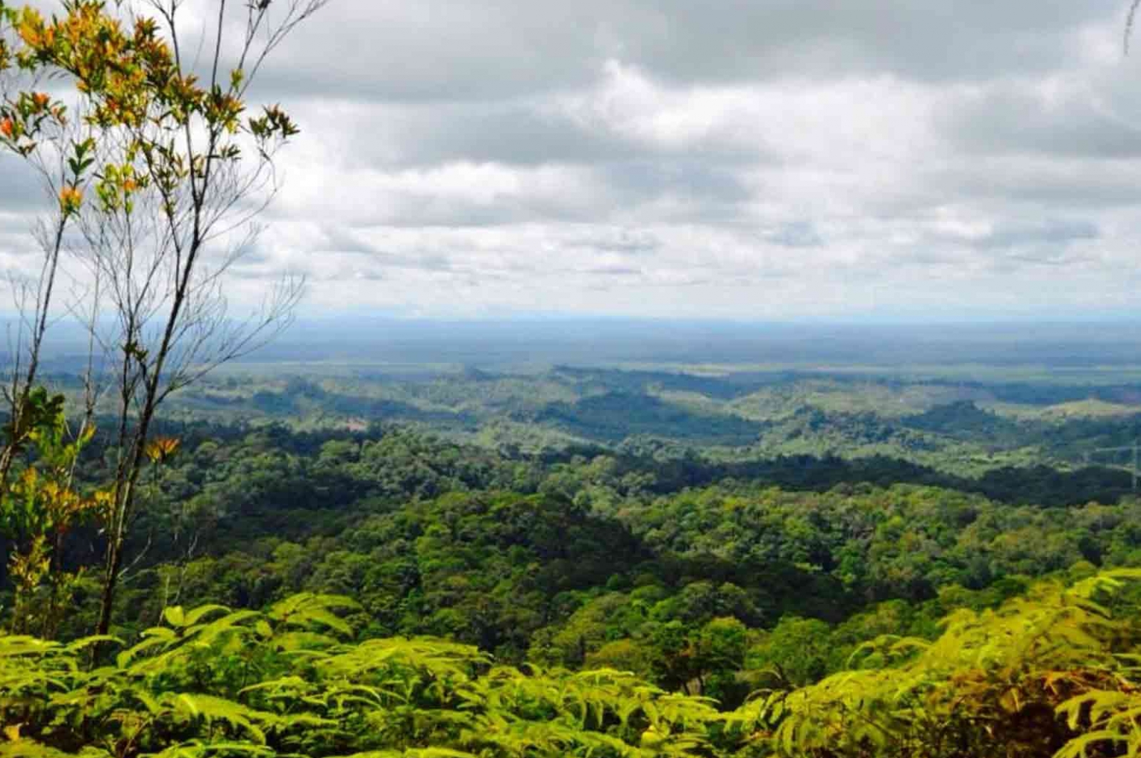 Hiking At Lambir Hills National Park Miri Malaysia Gokayu Your