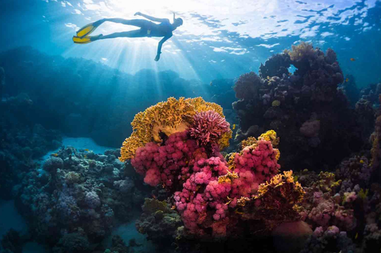 tourism and recreation coral reefs