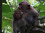 Ubud Monkey Forest's Top Attractions & Activities