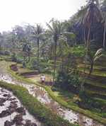 Tegallalang Rice Terrace Travel Guide