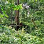 Sepilok Orangutan Rehabilitation Center's Top Attractions & Activities