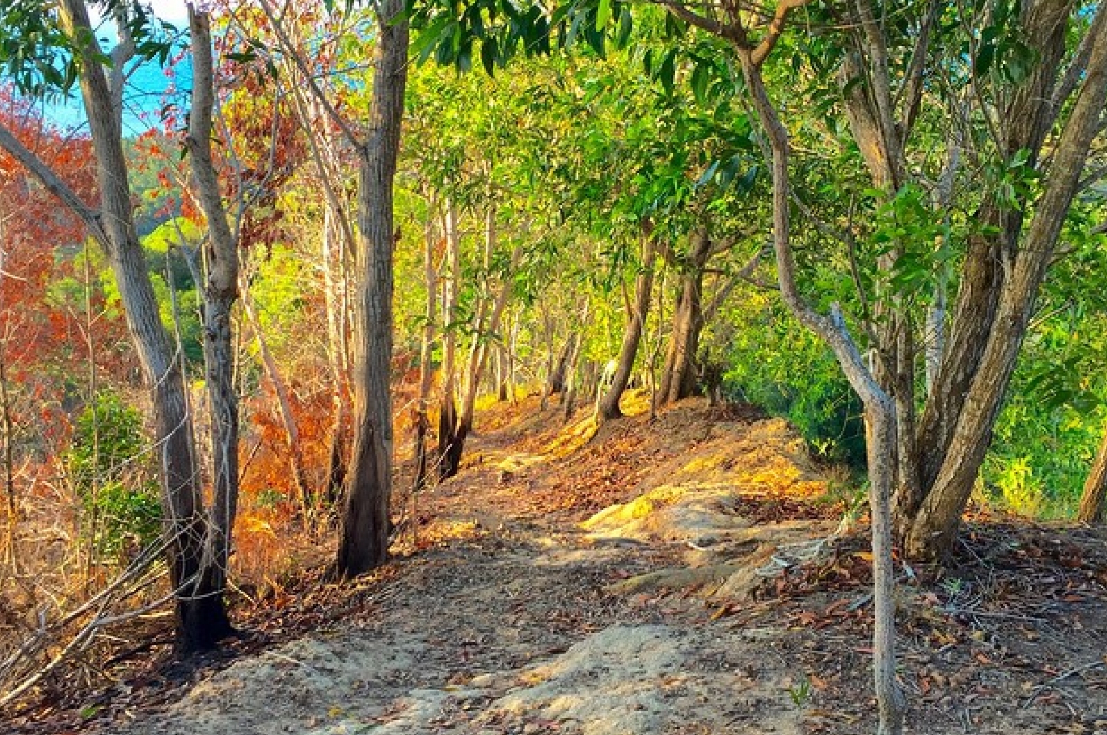 Me Riding Trail Labuan Hiking at Bukit Kubong, Labuan Island, Malaysia | Gokayu, Your Travel Guide