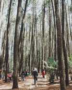 Top Activities Nearby Imogiri Pine Forest