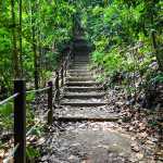 Trekking at Bukit Timah Nature Reserve