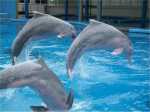 Interact with dolphins at Sentosa Dolphin Island