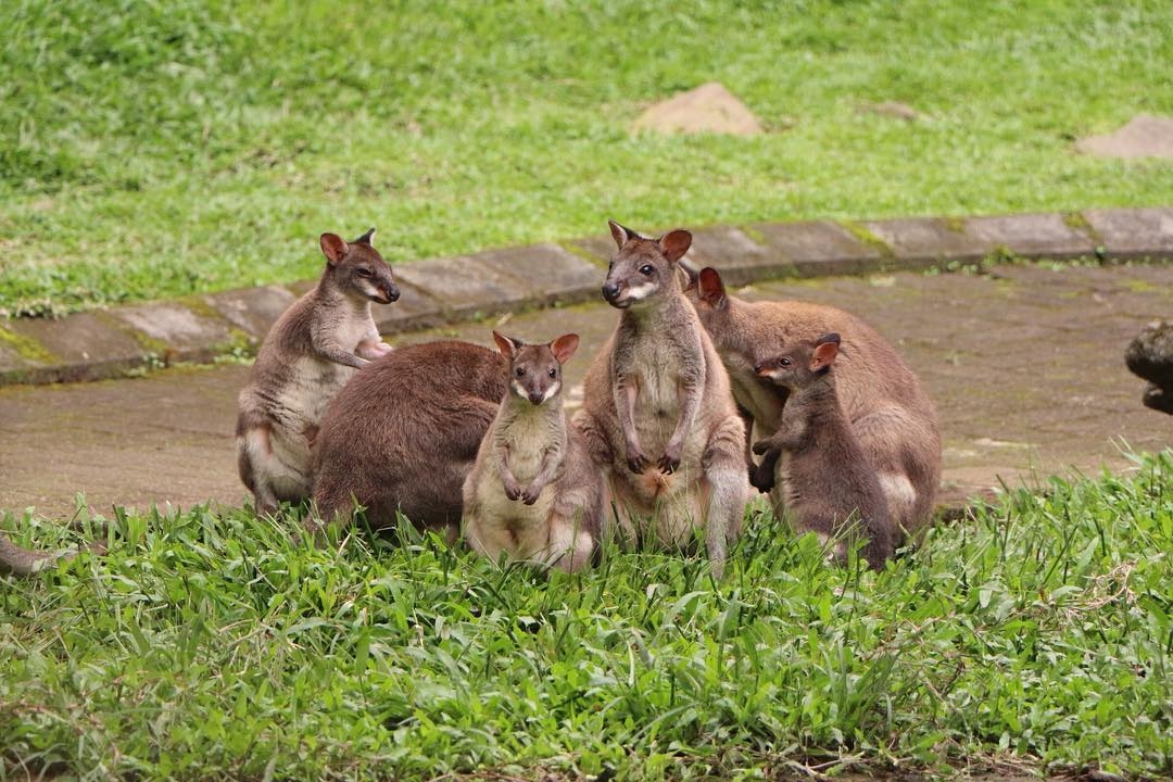 Tour At Prigen Safari Park Surabaya Indonesia Gokayu