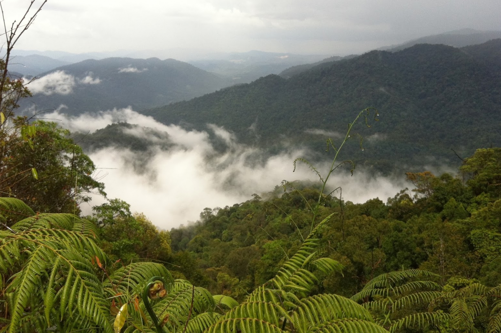 Climb Mount Angsi, Negeri Sembilan, Malaysia | Gokayu, Your Travel Guide